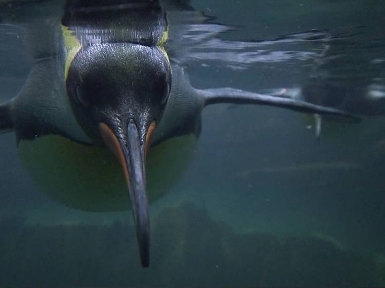 Schönbrunn: Zwei Königspinguin-Küken