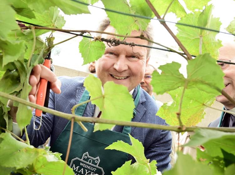 Ludwig wieder erster Trauben-Erntehelfer