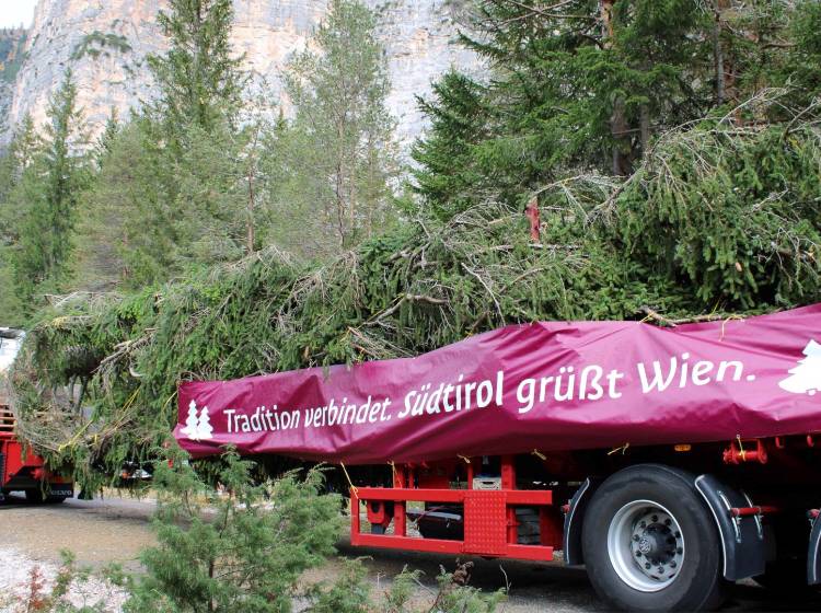 Bezirksflash: Wiener Christbaum unterwegs