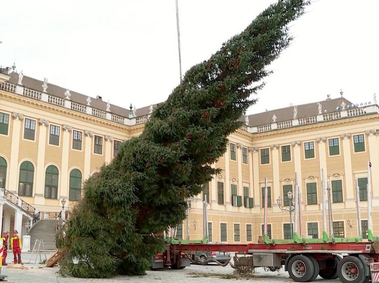 Schönbrunn: Christbaum aus dem Salzkammergut