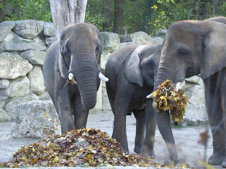 Bezirksflash: Herbstjause im Tiergarten