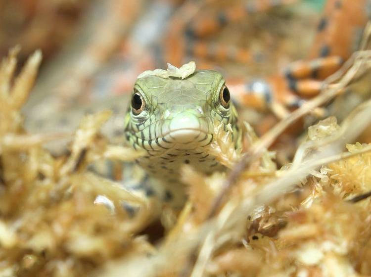 Bezirksflash: Tierischer Erfolg in Hietzing