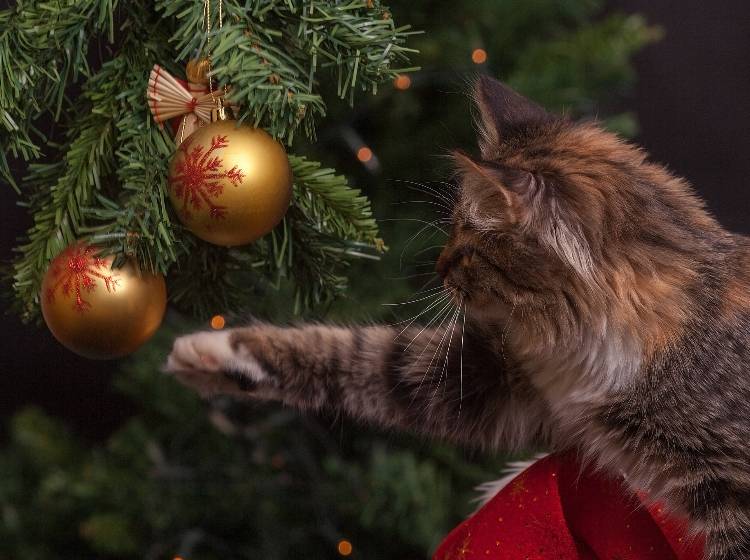 Weihnachtshandel solide, aber mit Luft nach oben