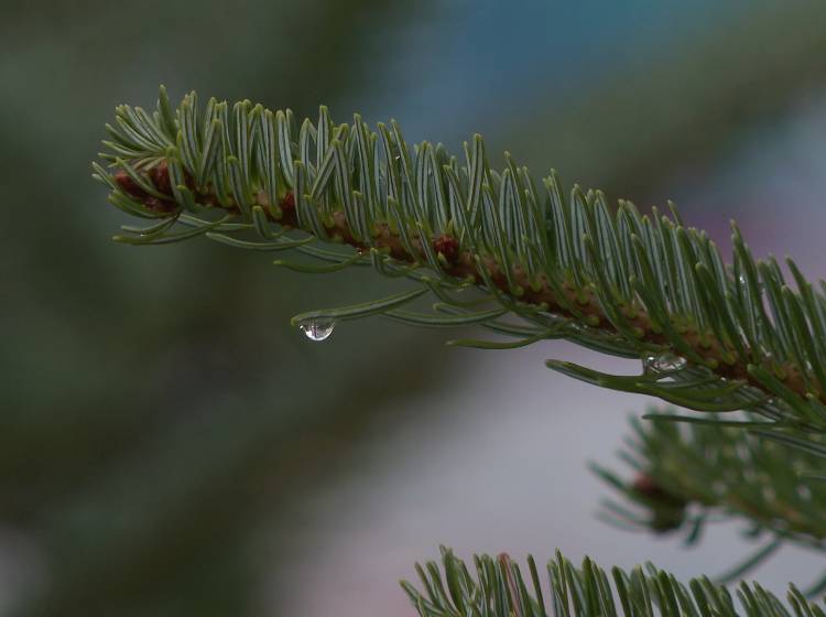 Weihnachtsbaum: "Die Tradition lebt"