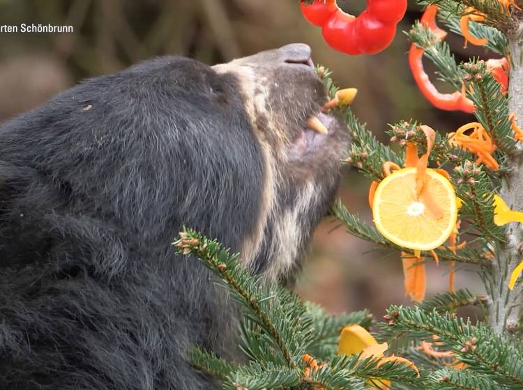 "Köstlicher" Christbaum für Brillenbären