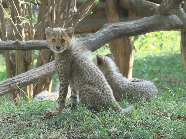 "Zwitschernde" Geparden im Tiergarten