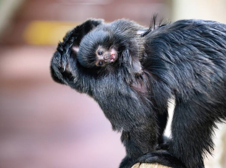 Springtamarin-Nachwuchs im Meereszoo