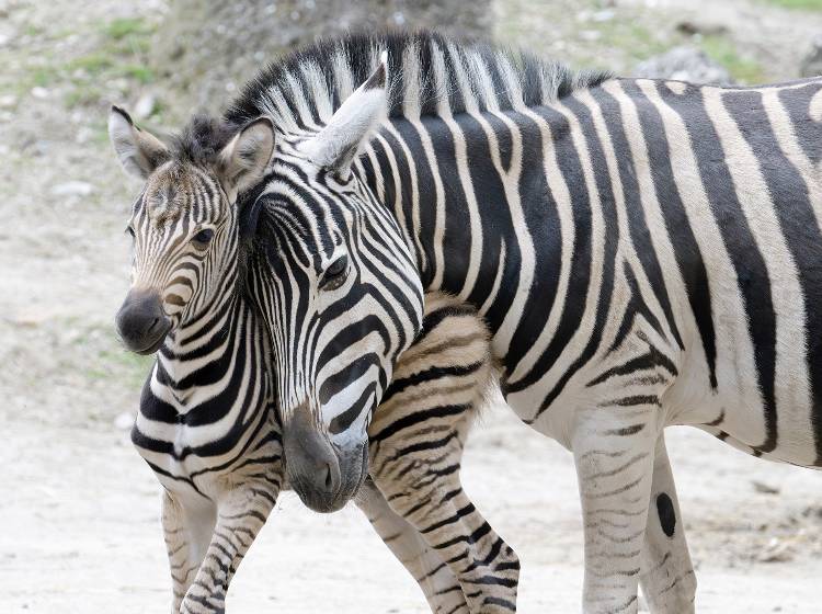 Schönbrunn: Doppelter Zebra-Nachwuchs im Tiergarten