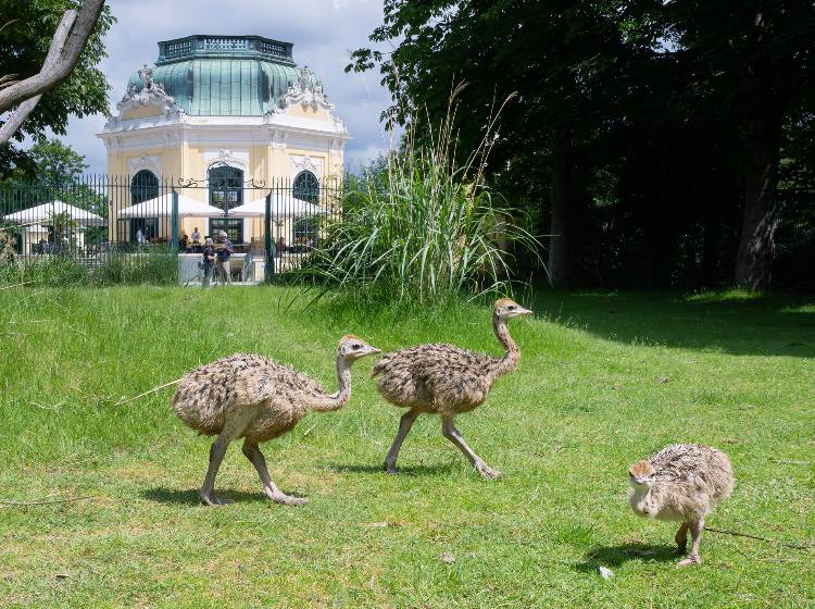 Schönbrunn: Straußen-Nachwuchs geschlüpft