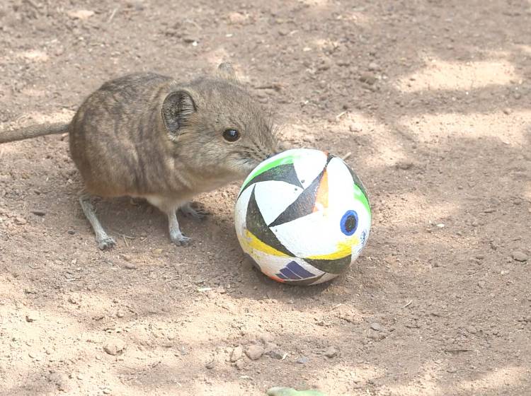 Schönbrunn: Herbert Prohaska präsentiert tierisches EM-Team