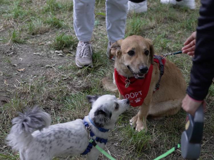 Erstes „Bark Date“ im Prater