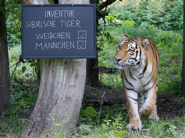 Tierische Inventur im Tiergarten Schönbrunn