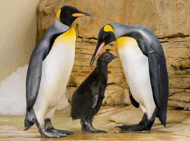 Schönbrunn: Nachwuchs bei Königspinguinen