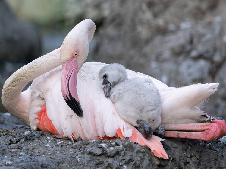 Tiergarten Schönbrunn: Endlich wieder Flamingo-Küken