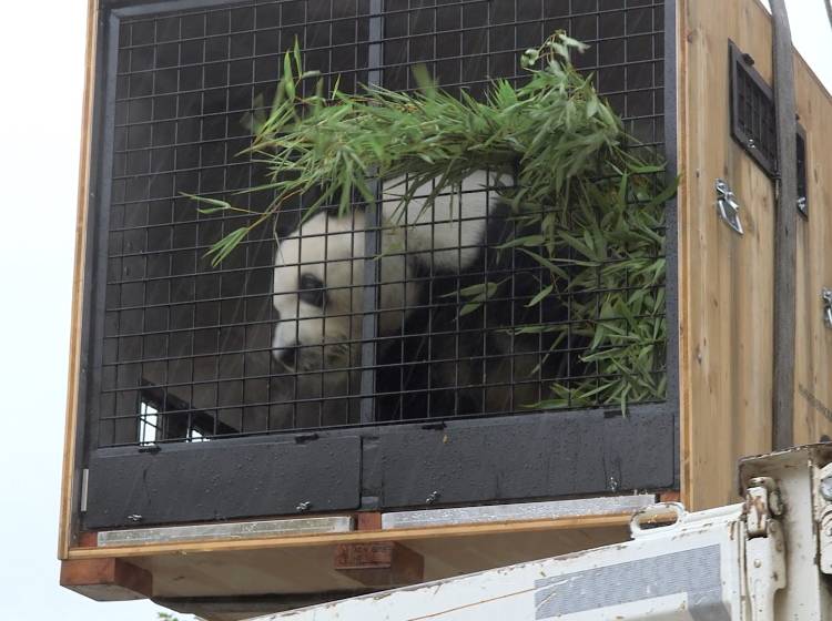 Bezirksflash: Abschied von den Pandas