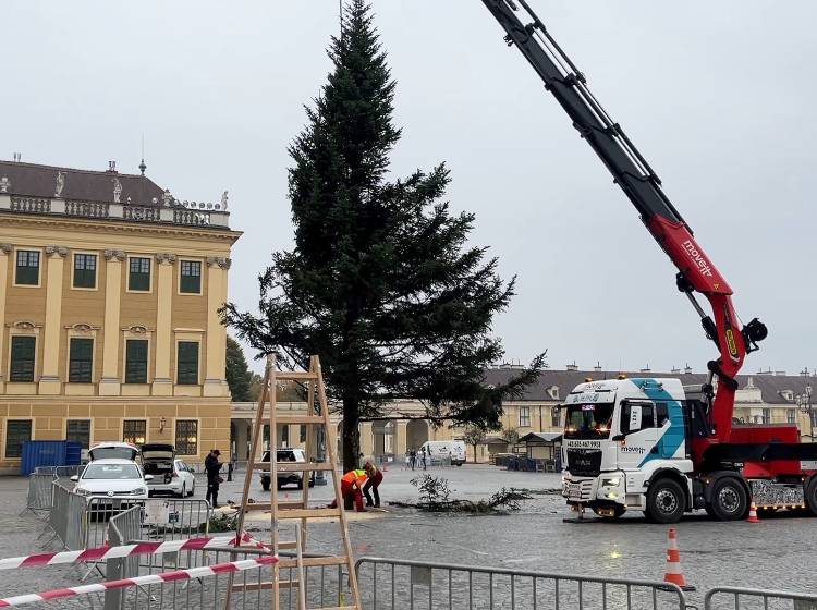 Neue Weihnachtstanne für neuen Schönbrunner Christkindlmarkt