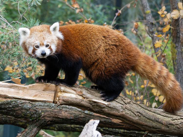 Schönbrunn: Mehr Platz für Rote Pandas