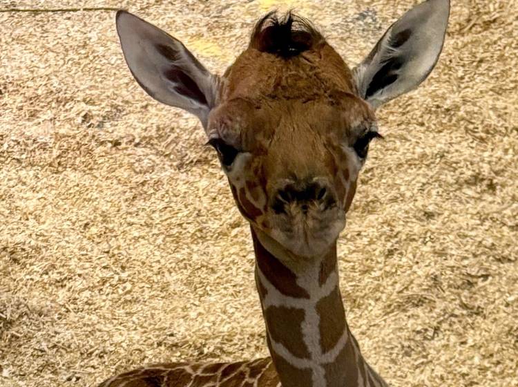 Tiergarten Schönbrunn: Giraffenbaby gestorben