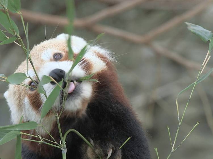 Weihnachtsüberraschung für Rote Pandas in Schönbrunn