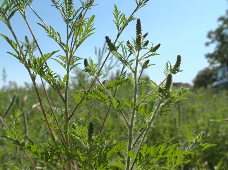 Pollen: Klimawandel verlängert Saison