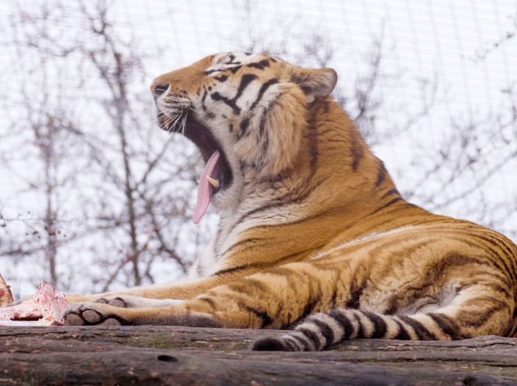 Tiergarten Schönbrunn: Sibirisches Tiger-Weibchen eingezogen