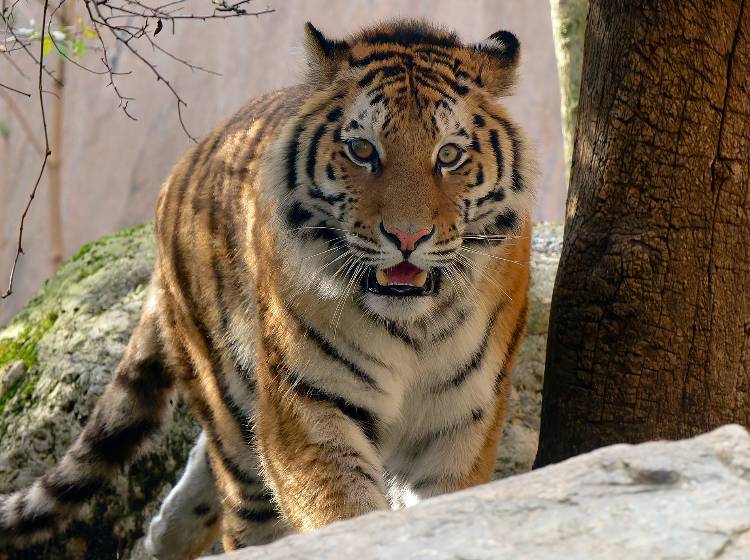 Tiergarten Schönbrunn: Sibirisches Tiger-Weibchen eingezogen