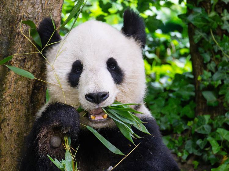 Pandas: Tiergarten verlängert Forschungspartnerschaft mit China