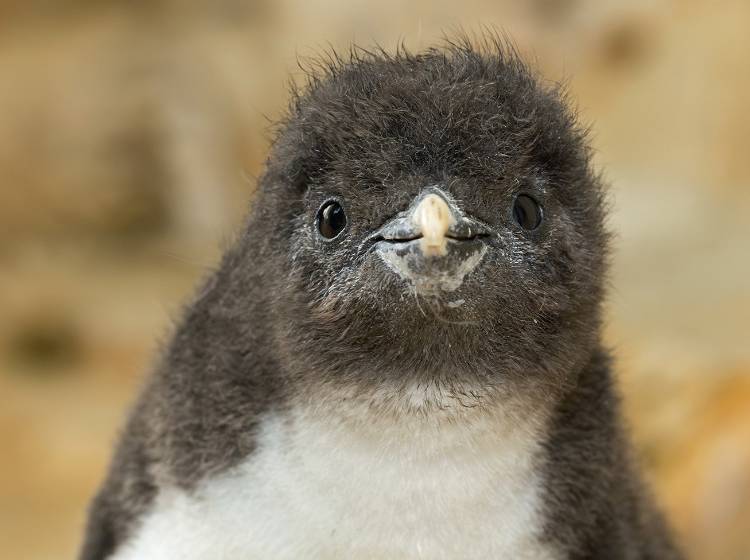 Tiergarten: Herzige Pinguin-Küken geschlüpft