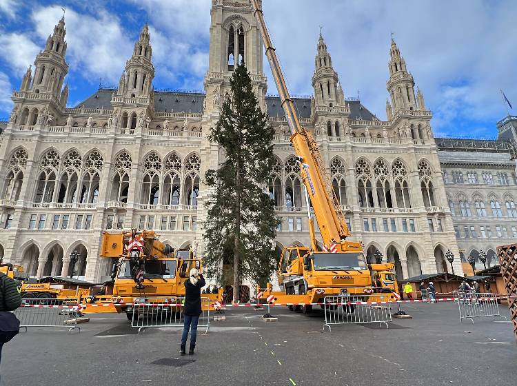 Rathausplatz: Weihnachtsbaum steht