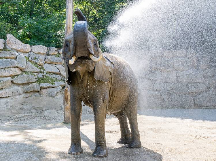 Nachwuchs: Elefantenbaby in Schönbrunn erwartet