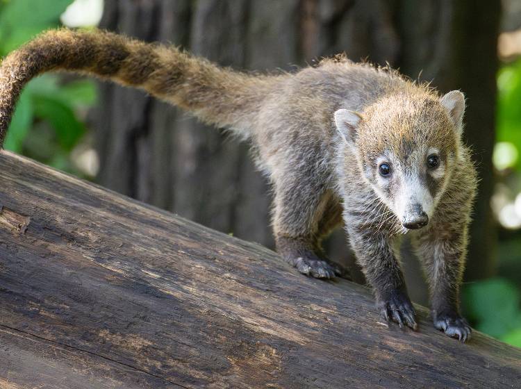 Schönbrunn: Herziger Nasenbären-Nachwuchs in neuer Anlage